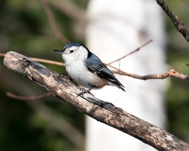 Beyaz göğüslü Nuthatch, çevre ve habitatında bulanık bir arka plana sahip bir dalın üzerine tünemiş profil görüntüsü. Görüntü. Görüntü. Portre. Beyaz Göğüslü Tımarhane Fotoğrafı. 