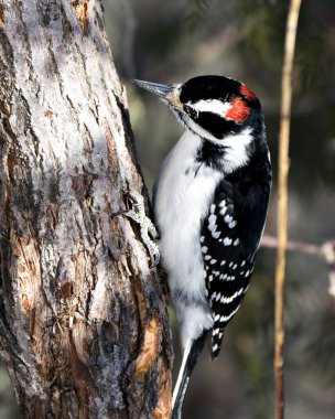 Ağaçkakan yakın plan profil görüntüsü, çevresindeki tüyleri ve ormandaki bulanık arka plandaki yaşam alanını gösteren tüy tüyü. Görüntü. Görüntü. Portre. Ağaçkakan Stok Fotoğrafı.