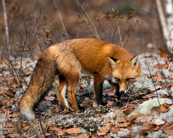 Červená Liška Lese Hledá Lesní Zázemí Mech Podzimní Hnědé Listy — Stock fotografie
