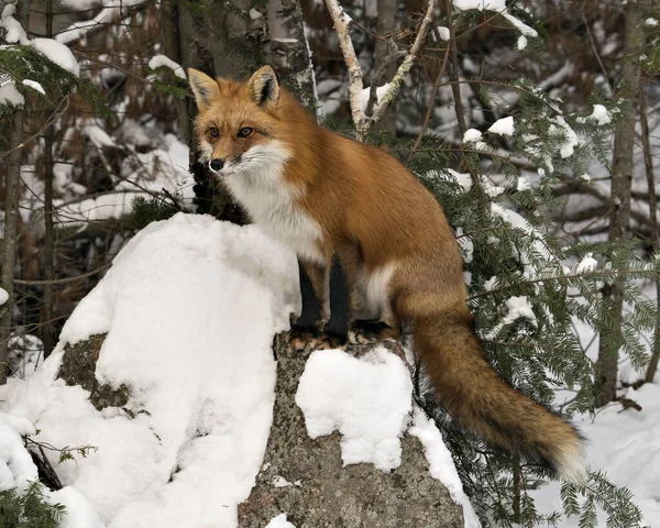 Visão Perfil Close Raposa Vermelha Sentado Uma Rocha Temporada Inverno — Fotografia de Stock