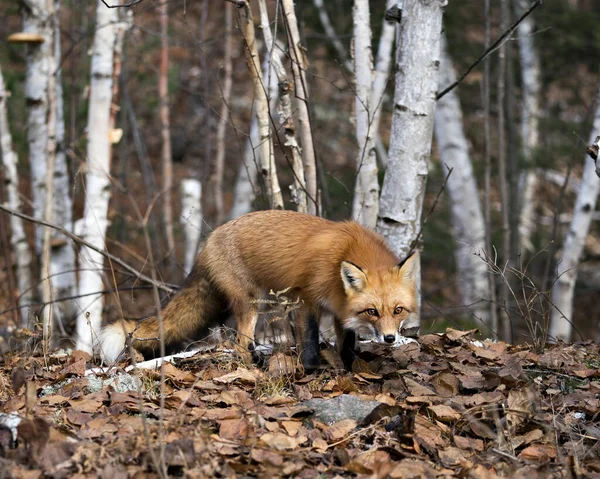红狐看着相机 背景为白桦林环境和栖息地 展示狐狸尾巴 狐狸毛皮 福克斯形象 福克斯股票照片 — 图库照片