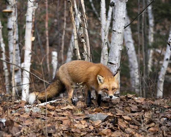 Zorro Rojo Mirando Cámara Con Fondo Bosque Abedules Entorno Hábitat —  Fotos de Stock