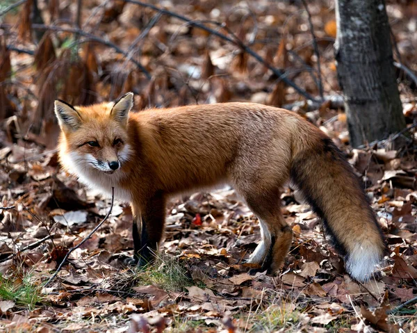 Red Fox Лесу Кормятся Лесным Фоном Мхом Осенью Коричневые Листья — стоковое фото