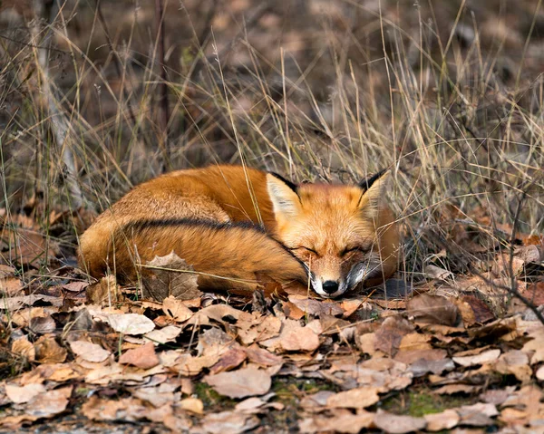 Red Fox Лесу Покоится Коричневых Осенних Листьях Окружающей Среде Среде — стоковое фото