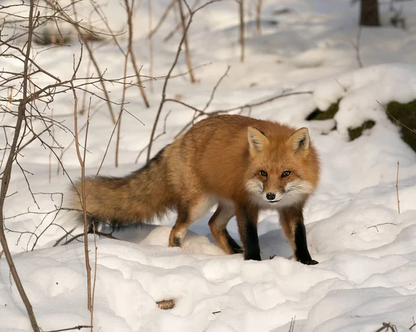 Raposa Vermelha Close Perfil Vista Lateral Temporada Inverno Seu Ambiente — Fotografia de Stock