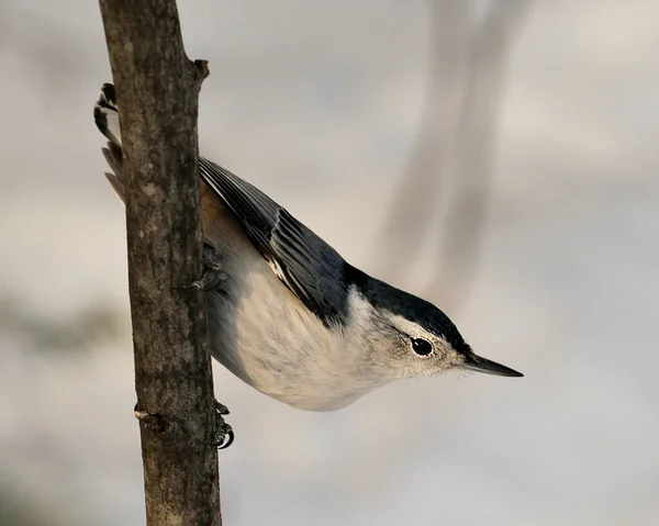 White Breasted Nuthatch Närbild Profil Uppflugen Gren Med Suddig Bakgrund — Stockfoto