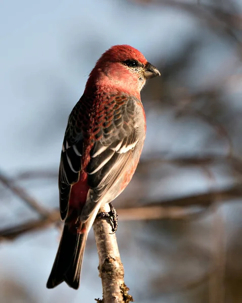 Pine Grosbeak Vista Perfil Close Empoleirado Com Fundo Desfocado Seu — Fotografia de Stock