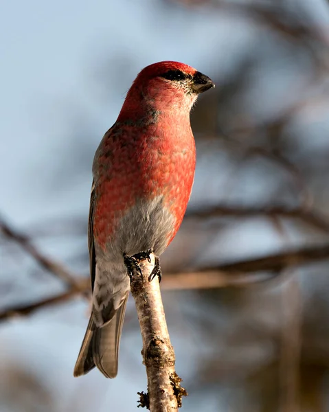 Pine Grosbeak Vista Perfil Close Empoleirado Com Fundo Desfocado Seu — Fotografia de Stock