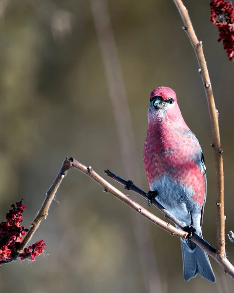 Pine Grosbeak Vista Perfil Close Empoleirado Uma Árvore Sumagre Chifre — Fotografia de Stock