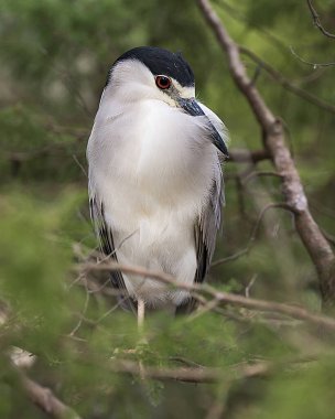 Siyah taçlı Gece Balıkçıl gövdesi, başı, gözü, gagası, bacakları, bacakları ve çevresinde bulanık bir arka planı olan bir dala tünemişti. Siyah Taç Giyen Gece Balıkçıl Fotoğrafları