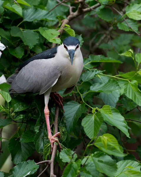 Black-Crowned Night-Heron close-up profile view perched on a tree branch with green leaves background in its habitat and environment. Image. Picture. Portrait. Black Crowned Night Heron Stock Photos