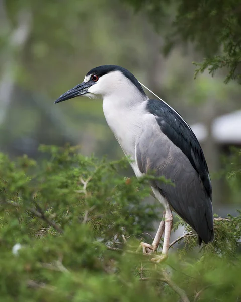 Black-Crowned Night-Heron close-up profile view perched on a tree branch with blur background in its habitat and environment looking to the left side. Black Crowned Night Heron Stock Photos.