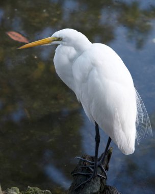 Büyük Beyaz Akbalıkçıl suda duruyor. Yosun kayalarının üzerinde güneşleniyor. Çevresinde ve habitatında bulanık bir su kaynağı var. Görüntü. Görüntü. Portre. Büyük Beyaz Akbalıkçıl Stok Fotoğrafı.