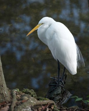 Büyük Beyaz Akbalıkçıl suda duruyor. Yosun kayalarının üzerinde güneşleniyor. Çevresinde ve habitatında bulanık bir su kaynağı var. Görüntü. Görüntü. Portre. Büyük Beyaz Akbalıkçıl Stok Fotoğrafı.