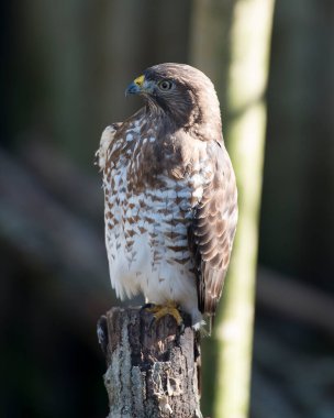 Ağaç dalına tüy, kafa, göz, gaga, kuyruk, pençe gibi kahverengi tüyleri, yaşam alanı ve ortamında bulanık bir arkaplanı gösteren şahin yakın plan profil görüntüsü. Görüntü. Görüntü. Portre. Hawk Stok fotoğrafı..