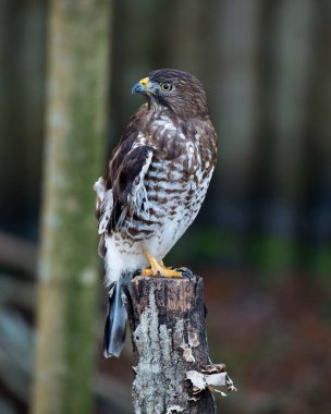 Ağaç dalına tüy, kafa, göz, gaga, kuyruk, pençe gibi kahverengi tüyleri, yaşam alanı ve ortamında bulanık bir arkaplanı gösteren şahin yakın plan profil görüntüsü. Hawk stok fotoğrafı. Görüntü. Görüntü. Portre.