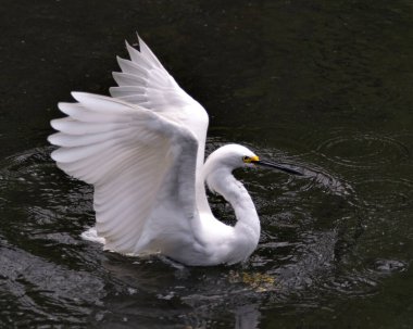 Sudaki Karlı Egret 'in yakın plan profil görüntüsü beyaz tüylü melek kanatları, tüylü tüyleri, doğal ortamında sergiliyor. Görüntü. Portre. Görüntü. Karlı Akbalıkçıl Stoğu Fotoğrafı.