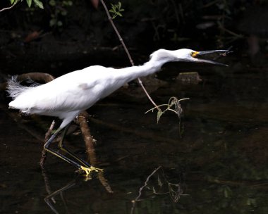 Karlı Egret, suda bir yusufçuk sineğini yakalar ve beyaz tüyleri, başı, gagası, gözü, tüylü tüyleri, çevresindeki ve çevresindeki sarı ayakları gösterir. Görüntü. Portre. Görüntü. Karlı Akbalıkçıl Stoğu Fotoğrafı. 