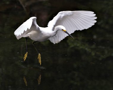 Karlı Egret yakından profil görüntüsü suyun üzerinde uçuyor ve beyaz kanatlar sergiliyor, baş, gaga, göz, tüylü tüyler, çevresindeki ve habitatındaki sarı ayaklar. Karlı Egret Stok Fotoğrafı. Görüntü. Portre. Resim. 