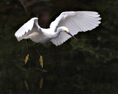 Snowy Egret close-up profile view flying over the water and displaying spread white wings, head, beak, eye, fluffy plumage, yellow feet in its environment and habitat. Snowy Egret Stock Photo. Image. Portrait. Picture.  clipart