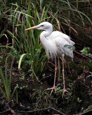 Büyük Beyaz Balıkçıl 'ın yakın plan profil görüntüsü ağaç kütüğünün üzerinde duruyor. Su kenarında tüylü tüyler sergiliyor. Çevresindeki ve habitatındaki arka planda. Görüntü. Görüntü. Portre. Büyük Beyaz Akbalıkçıl Stok Fotoğrafı.