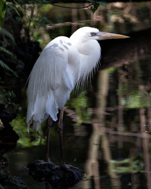 Büyük Beyaz Balıkçıl 'ın yakın plan profil görüntüsü ağaç kütüğünün üzerinde duruyor. Su kenarında tüylü tüyler sergiliyor. Çevresindeki ve habitatındaki arka planda. Görüntü. Görüntü. Portre. Büyük Beyaz Akbalıkçıl Stok Fotoğrafı.