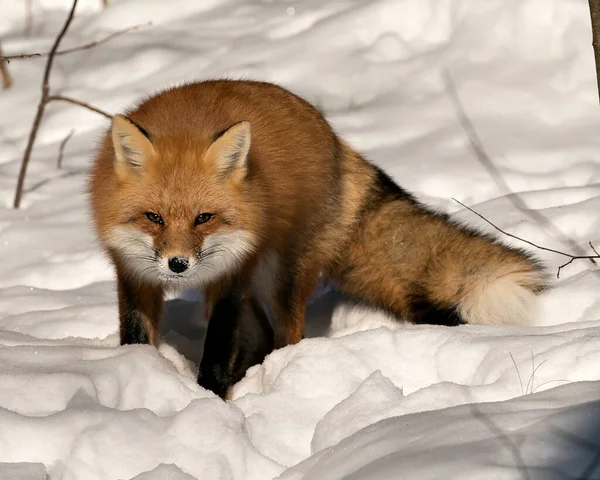 Red fox close-up, foraging in the winter season in its environment and habitat with blur snow background displaying bushy fox tail, fur. Image. Picture. Portrait. Fox Stock Photo.