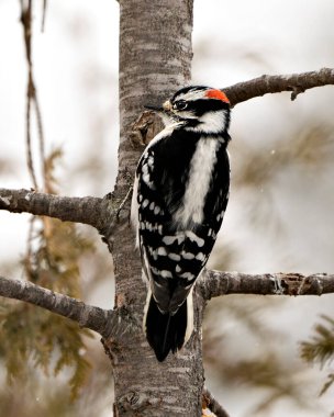 Ağaçkakan yakından profil görüntüsü ağaç gövdesine tırmanıyor ve çevresindeki tüyleri ve arka plandaki bulanık yaşam alanını gösteriyor. Görüntü. Görüntü. Portre. Ağaçkakan Stok Fotoğrafı.