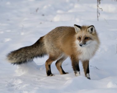 Kızıl tilki, kış mevsiminde çevresine ve yaşam alanına yakın profil çizer. Tüylü tilki kuyruğu, beyaz leke patileri, kürkü vardır. Fox Image 'da. Görüntü. Portre. Fox Stok Fotoğrafı.