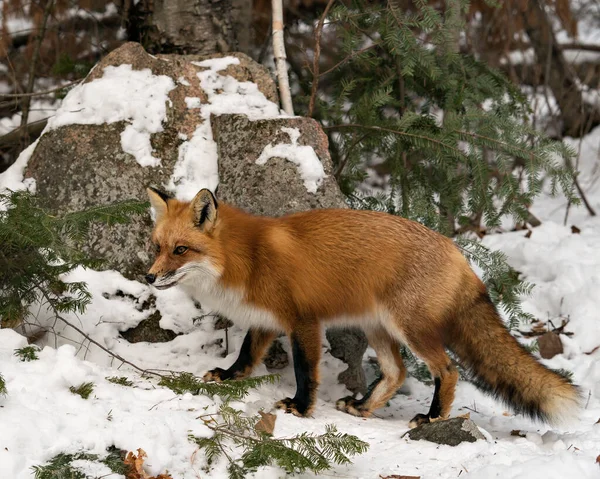 Red fox close-up profile view in the winter season in its environment and habitat with rock and forest background displaying bushy fox tail, fur. Fox Image. Picture. Portrait. Fox Stock Photos.