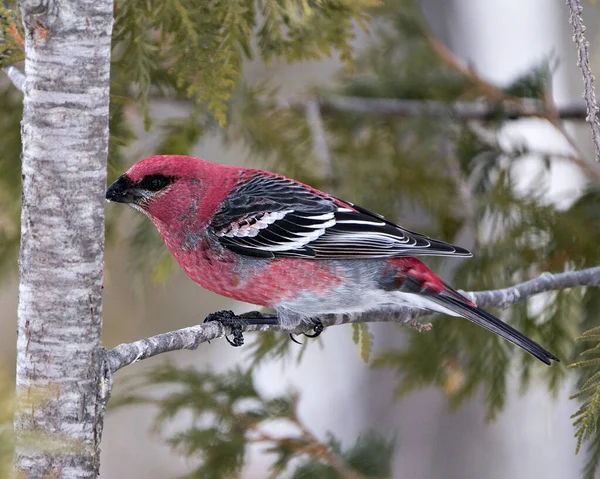 Pine Grosbeak Vista Perfil Close Empoleirado Com Fundo Desfocado Seu — Fotografia de Stock