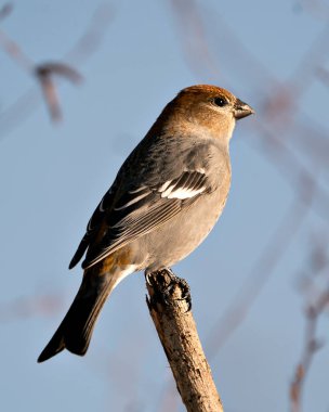 Pine Grosgaga 'nın yakın plan profil görüntüsü, çevresi ve doğal ortamında bulanık bir arka plana sahip. Görüntü. Görüntü. Portre. Pine Grosgaga Stok Fotoğrafı.
