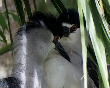 Siyah tacı takmış Gece Balıkçıl yetişkin kuşları doğal ortamlarında ve ortamlarında tüylerini, başını, gagasını, gözlerini yakın çekimde gösteriyor. Görüntü. Portre. Resim.