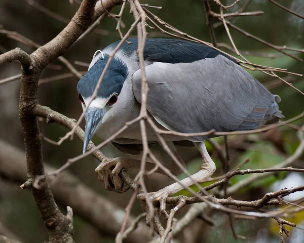 Black crowned Night-heron adult bird close-up perched on a branch displaying blue and white feather plumage, head, beak, eye, and enjoying its habitat and environment with a blur background. Image. Picture. Portrait. Black Crowned Night Heron Stock P