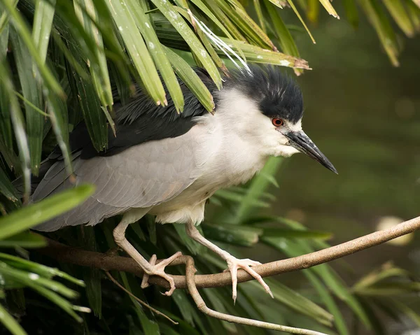 Black-Crowned Night-Heron perched on a tree branch displaying blue and white feather plumage, beak, in its environment and habitat with a blur background. Image. Picture. Portrait. Black Crowned Night Heron Stock Photos