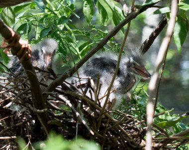 Yeşil balıkçıl yetişkin ve balıkçıl kuş yuvalarında bulanık bir ön plan ve doğal ortamlarında yeşillik arka planına sahipler. Görüntü. Görüntü. Portre. Yeşil balıkçıl stok fotoğrafı.
