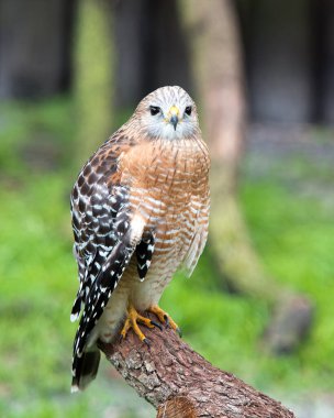 Ağaç dalına tüy, kafa, göz, gaga, kuyruk, pençe gibi kahverengi tüyleri, yaşam alanı ve ortamında bulanık bir arkaplanı gösteren şahin yakın plan profil görüntüsü. Hawk stok fotoğrafı. Görüntü. Görüntü. Portre.