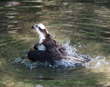 Osprey 'nin yakın çekim profil görüntüsü doğal ortamında ve ortamında kanatları açık banyo yapıyor. Görüntü. Görüntü. Portre. Osprey Stok Fotoğrafı.