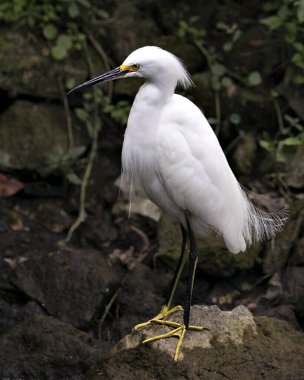 Karlı Egret 'in yakın plan profil görüntüsü yosun kayaları üzerinde dikilirken arka planda beyaz tüyleri, başı, gagası, tüylü tüyleri, çevresindeki ve yaşam alanındaki sarı ayakları gösteriyor. Görüntü. Görüntü. Portre. Karlı Akbalıkçıl Stoğu Fotoğrafı.