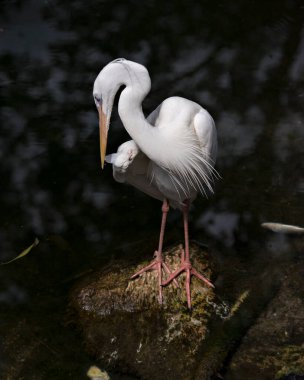Beyaz balıkçıl, su kenarında siyah bir zıtlık arka planına sahip bir kütüğün üzerinde duruyor. Çevresinde ve habitatında güzel beyaz renkli tüyler sergiliyor. Görüntü. Görüntü. Portre. Büyük Beyaz Balıkçıl Fotoğrafı.