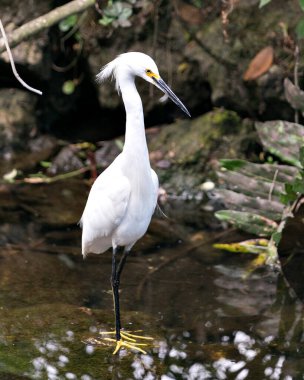 Kar Akbalıkçıl kuşunun yakın plan profil görüntüsü yosun kayaları üzerinde duruyor, yeşillik arka planında, beyaz tüyleri, başı, gagası, gözü, tüylü tüyleri, çevresindeki ve yaşam alanındaki sarı ayakları gösteriyor. Görüntü. Görüntü. Portre. Karlı Akbalıkçıl Stoğu Fotoğrafı.
