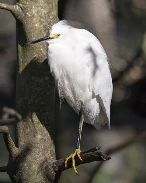 Snowy Egret close up profile view perched on branch displaying white feathers plumage, fluffy plumage, head, beak, eye, feet in its environment and habitat. Image. Picture. Portrait. Snowy Egret Stock Photo.