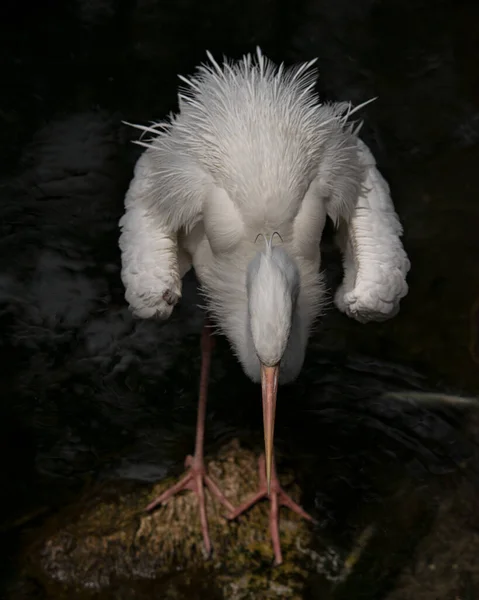 White Heron close-up profile view with a black contrast background displaying spread wings, bowing head standing on moss rock in its environment and habitat. Image. Picture. Portrait. Great White Heron Stock Photo.