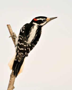 Ağaçkakan, çevre ve yaşam ortamında bulanık bir arka plana sahip bir ağaç dalına tünemiş yakın plan profil görüntüsü. Görüntü. Görüntü. Portre. Ağaçkakan Stok Fotoğrafı.