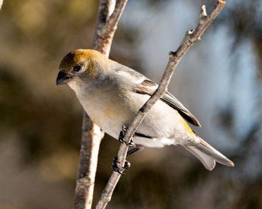 Pine Grosgaga 'nın yakın plan profil görüntüsü, çevresi ve doğal ortamında bulanık bir arka plana sahip. Görüntü. Görüntü. Portre. Pine Grosgaga Stok Fotoğrafı.