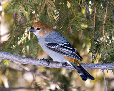Çevresi ve habitatı bulanık olan sedir ağacı dalına tünemiş Pine Grosgaga yakın profil görüntüsü. Görüntü. Görüntü. Portre. Pine Grosgaga Stok Fotoğrafı.