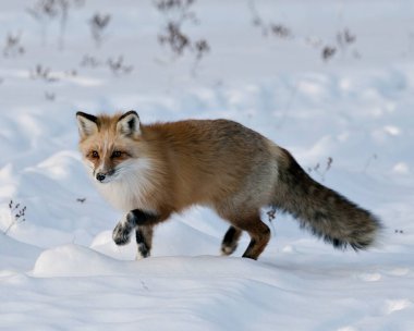 Kızıl tilki, kış mevsiminde çevresine ve yaşam alanına yakın profil çizer. Tüylü tilki kuyruğu, beyaz leke patileri, kürkü vardır. Fox Image 'da. Görüntü. Portre. Eşsiz Tilki. Fox Stok Fotoğrafı. 