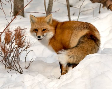 Kızıl tilki, kış mevsiminde, doğal ortamında ve doğal ortamında, karlı arka planda tüylü tilki kuyruğu ve kürkü sergilenmektedir. Fox Image 'da. Görüntü. Portre. Fox Stok Fotoğrafı.