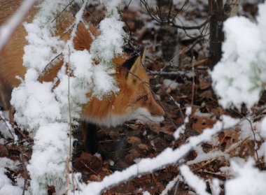 Kızıl tilki başı, kış mevsiminde doğal ortamının ve çevrenin tadını çıkarırken yakın plan profil yan görüntüsü çeker. Fox Image 'da. Görüntü. Portre. Fox Stok Fotoğrafı.