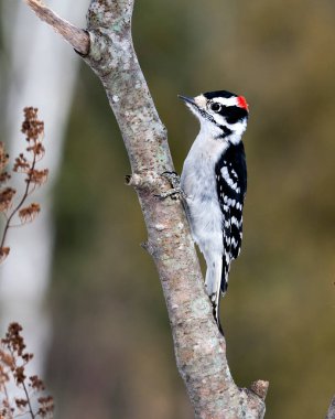 Ağaçkakan erkek görüntüsü yakın plan profil görüntüsü ağaç dalına tırmanıyor ve ormanda bulanık bir arka plana sahip tüy tüyünü ve yaşam alanını gösteriyor. 
